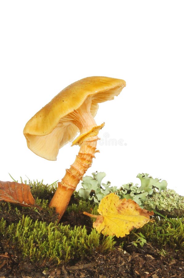 Yellow toadstool fungi