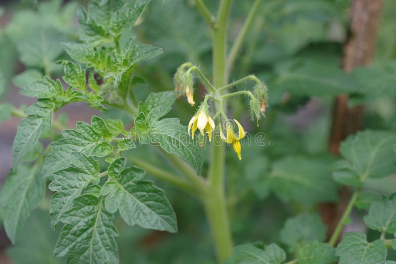 Yellow tomato flowers stock image. Image of bloom, plant 155811893