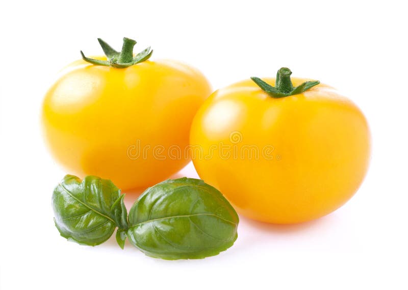Yellow Tomatoes with Basil. Stock Photo Image of nature, vegetable