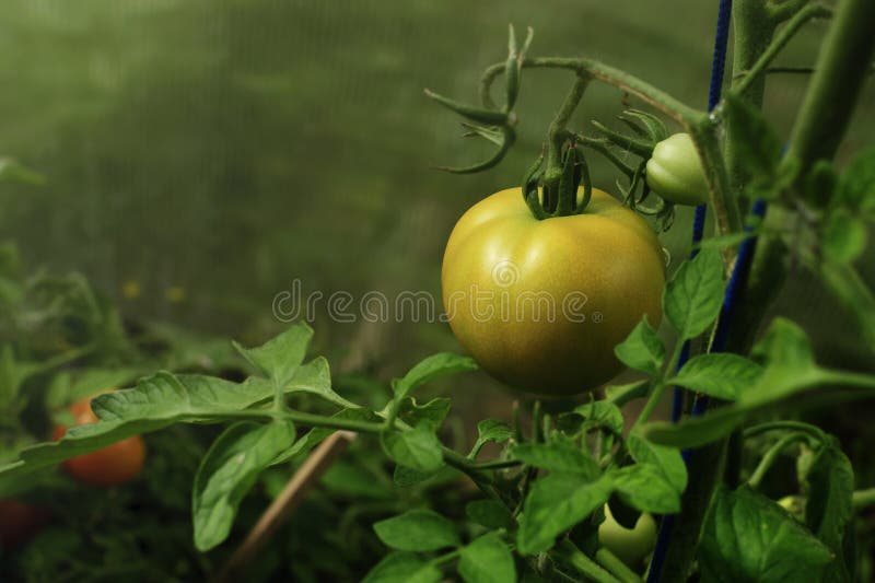 Yellow Tomatoes in Greenhouse, Growing Tomatoes in a Greenhouse Stock