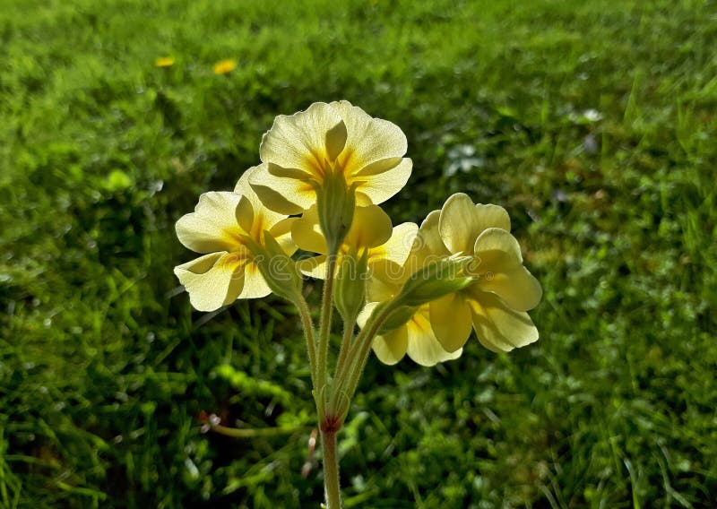 Yellow Translucent Primroses from the Back stock photos