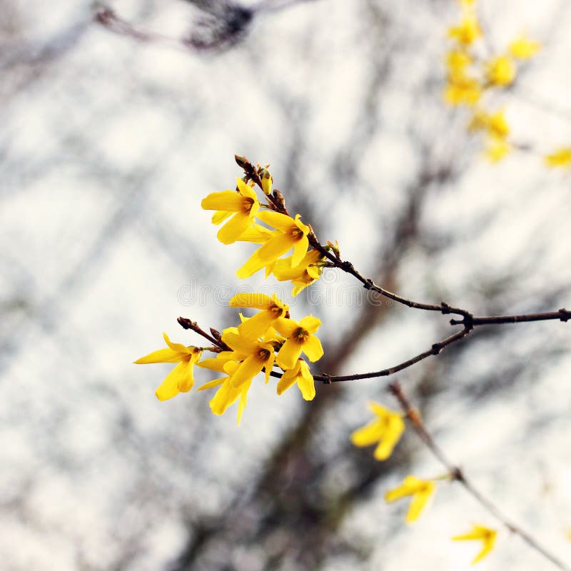 Yellow Tree Blooms in Spring. Flowering Tree Close Up Stock Image