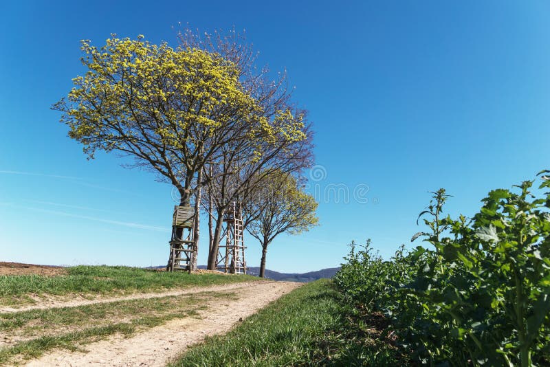 Yellow Tree with Raised Hide Stock Image Image of hide, track 91390965
