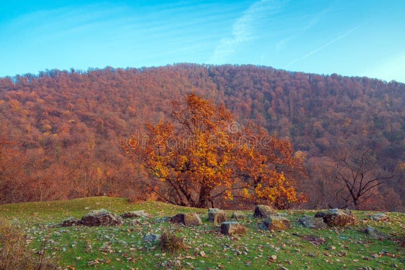 Yellow Tree on Top of the Mountain. Autumn Forest Stock Photo Image