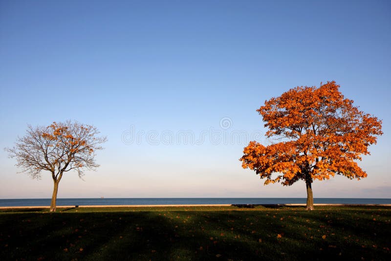 Yellow trees