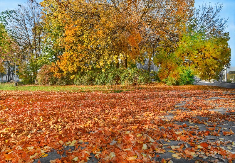 Yellow trees, fallen golden leaves royalty free stock photography Yellow trees, fallen golden leaves royalty free stock photography