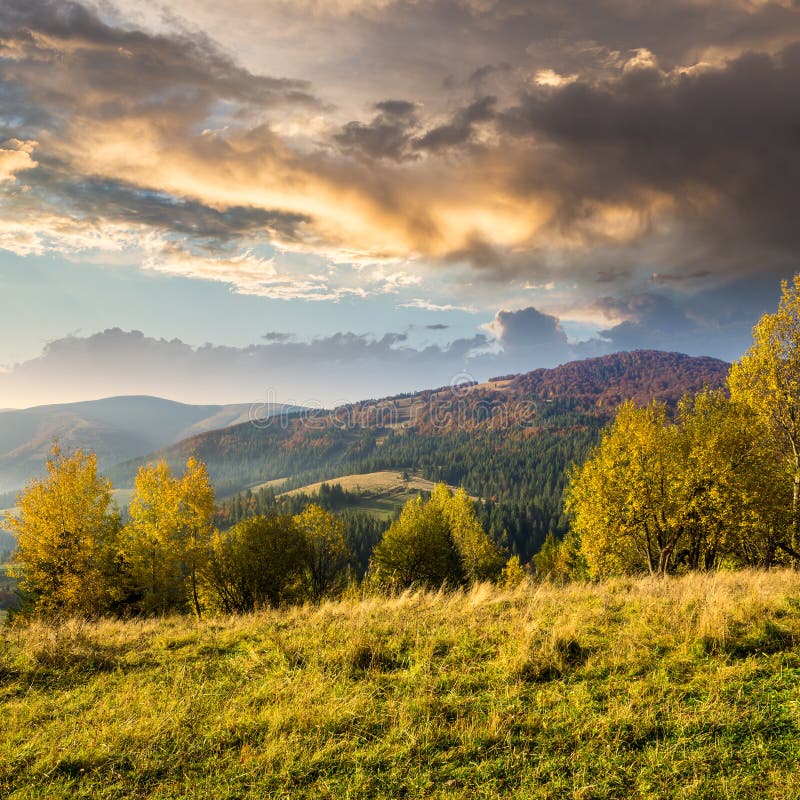 Yellow Trees on Hillside on Mountain Background at Sunrise Stock Image ...