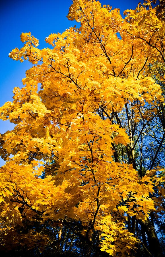 Yellow Tree Leaves, Indian Summer Stock Image - Image of indian, summer ...