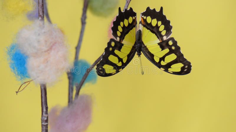 Yellow tropical butterfly sitting on a stick