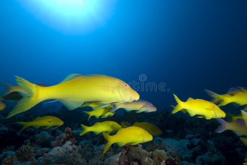 Yellow tropical fish