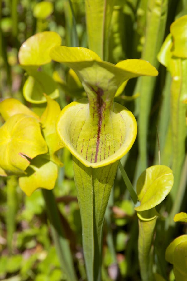 Yellow Trumpet stock image. Image of botany, petals, floristics 42312501