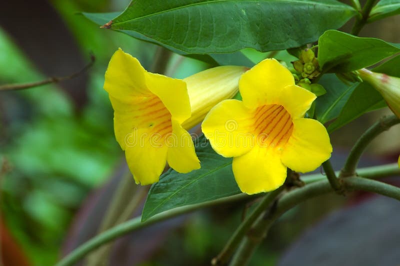  Yellow  Trumpet  Vine  stock image Image of yellow  plant  