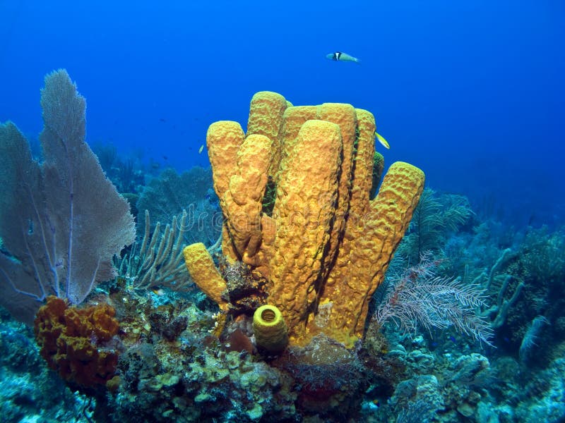 Yellow Tube Sponge stock photo. Image of sponge, caribbean 5230944