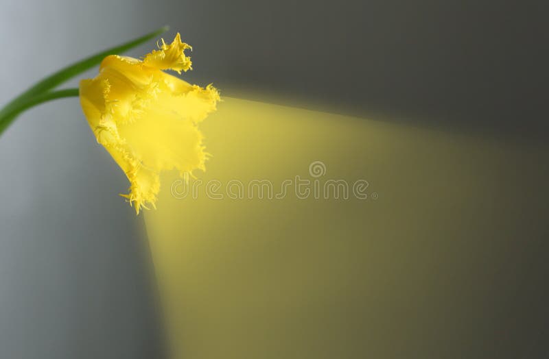 Yellow tulip