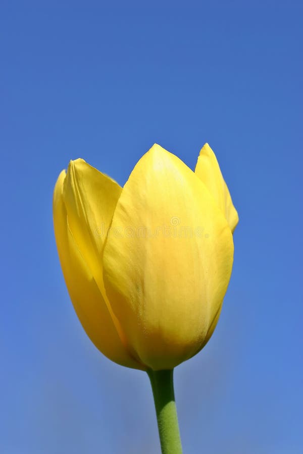 Yellow Tulip Blue Sky