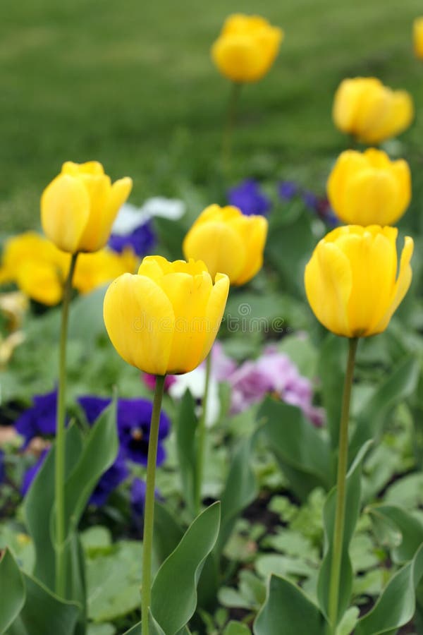 Yellow tulip flower garden stock image