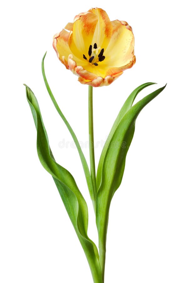 Yellow Tulip Flower Tulips Flower Stock Image - Image of spring, tulip ...