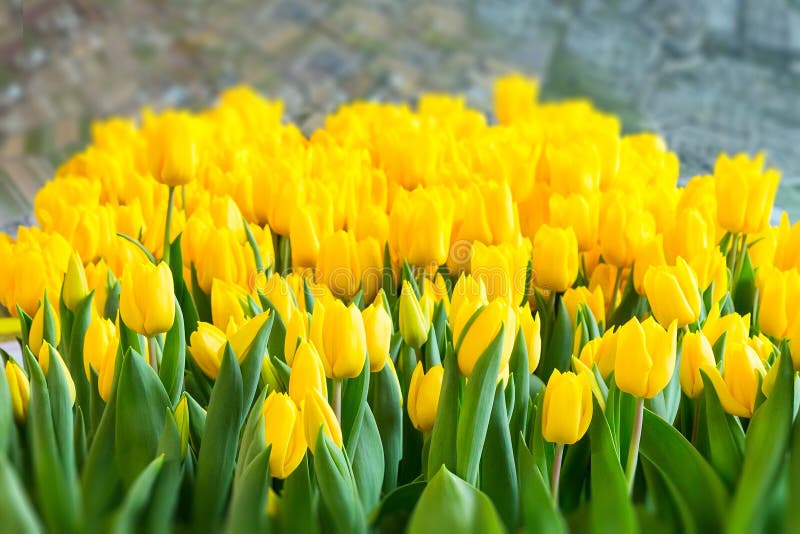 Yellow tulip texture holland symbol