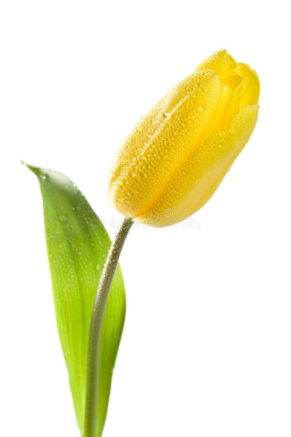 Yellow tulip with water drops