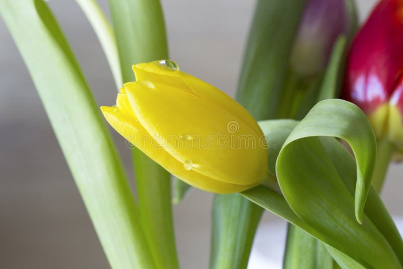 Yellow tulip with water drops macro