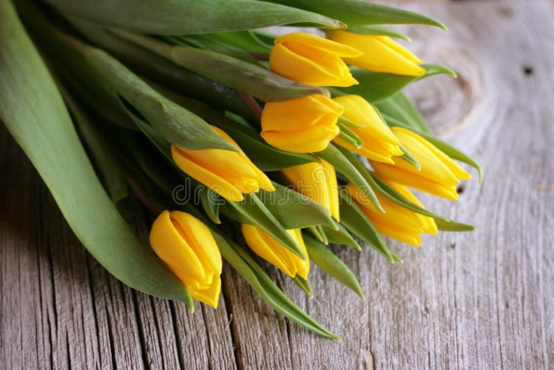 Yellow Tulips royalty free stock images