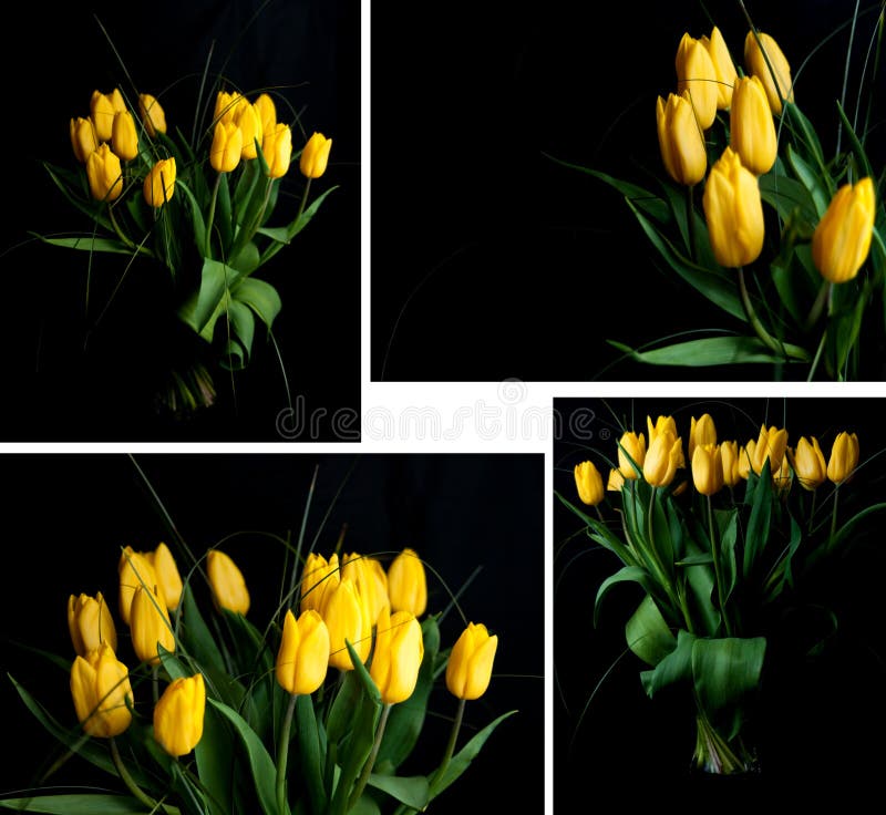Yellow tulips royalty free stock photos