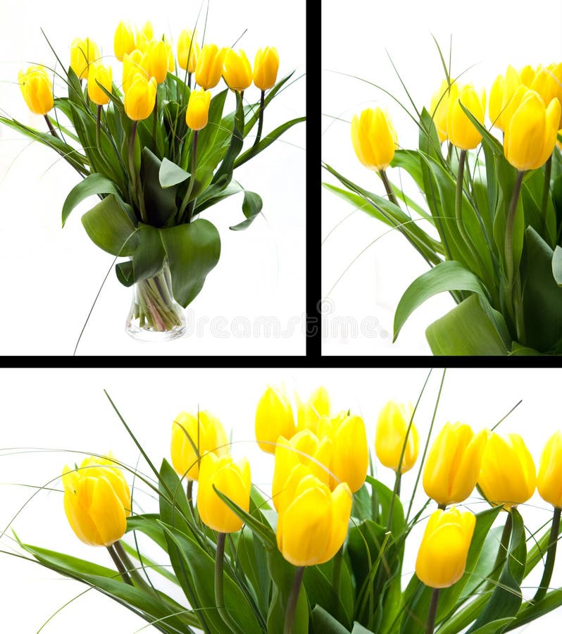 Yellow tulips royalty free stock photography
