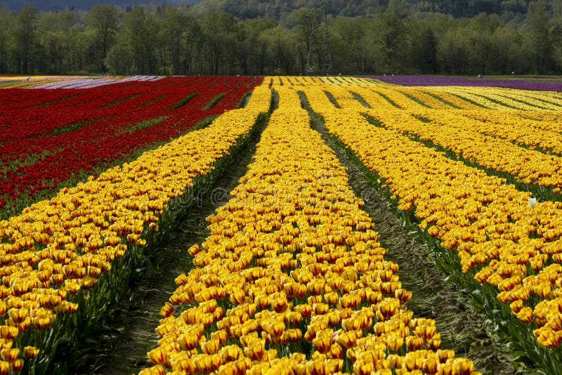 Yellow Tulips