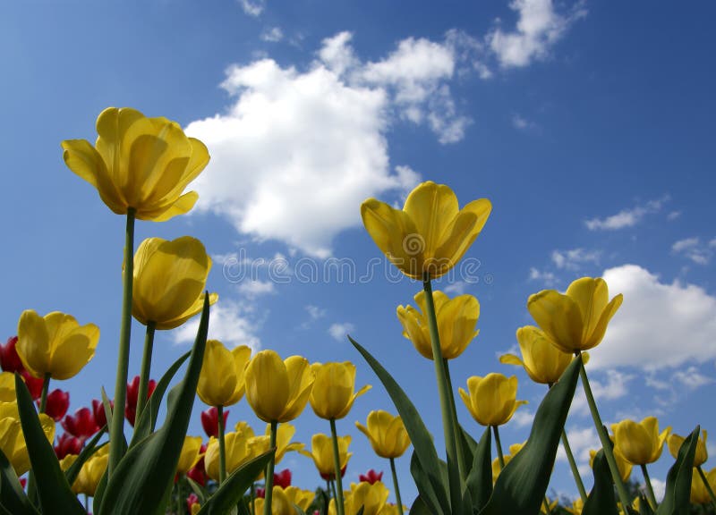 Yellow tulips