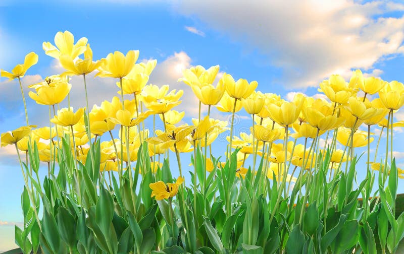 A group of yellow tulips against a cloudy blue sky