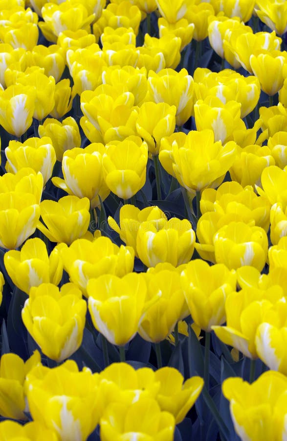 Yellow tulips