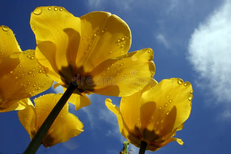 Yellow tulips stock photo