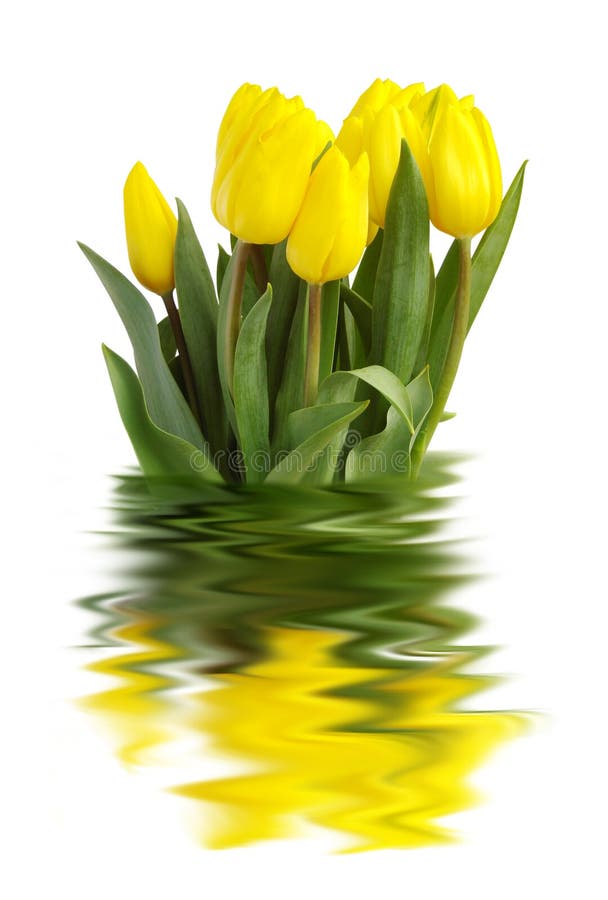 A bouquet of yellow tulips against a white backgound reflecting in water.