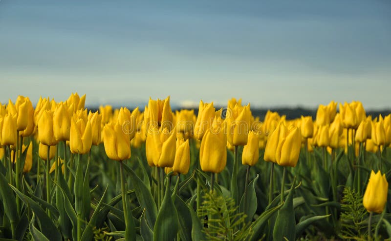 Yellow Tulips stock image