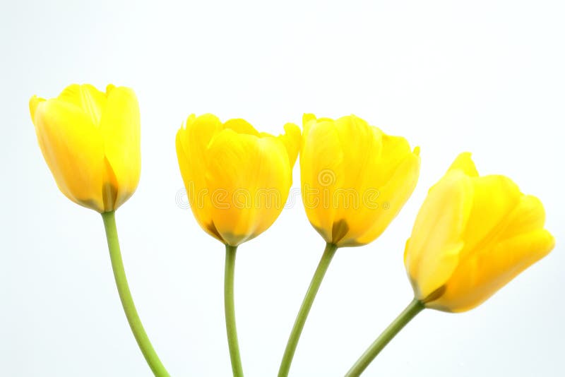 Yellow Tulips stock photo