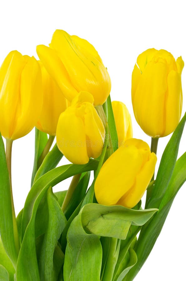 Yellow tulips stock photo. Image of spring, isolated 23497728