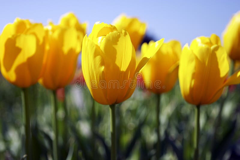 Yellow tulips royalty free stock images
