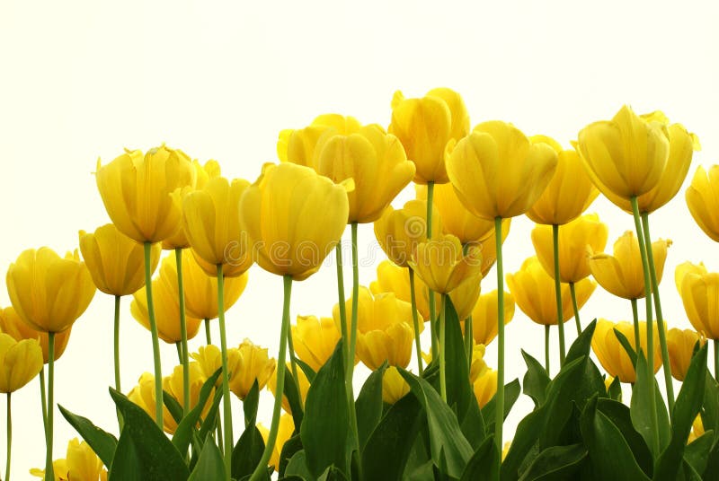 Yellow tulips stock photo