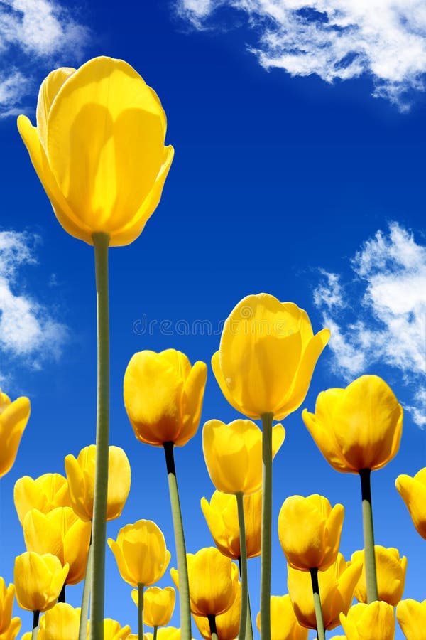 Yellow tulips stock photos