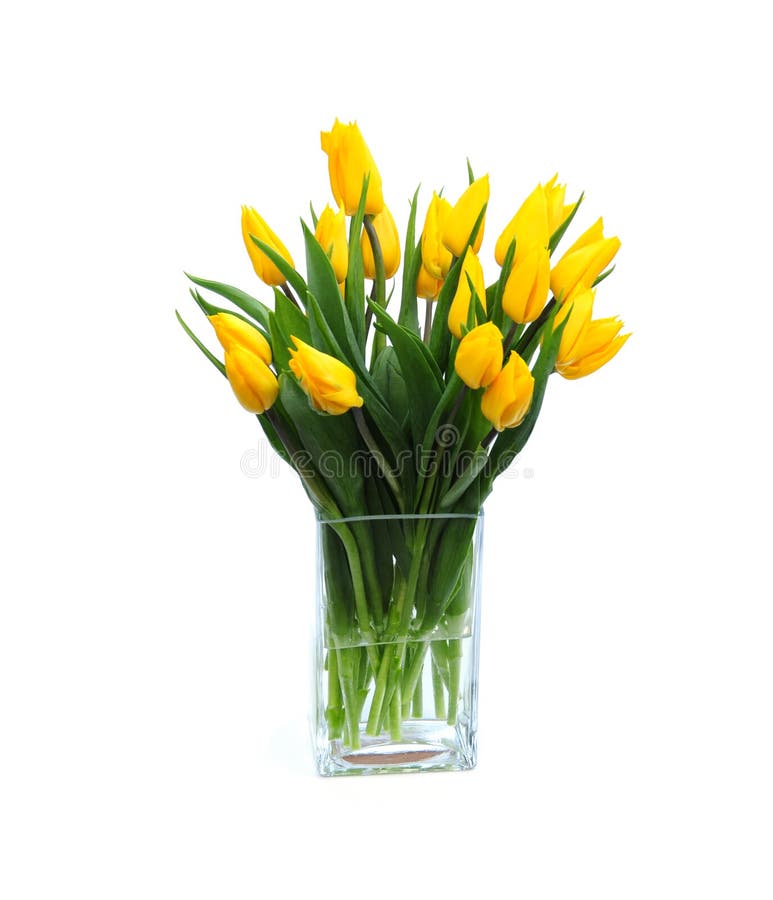 Yellow tulips royalty free stock photography