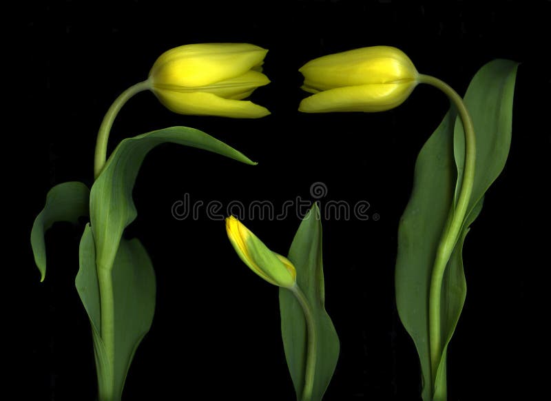 Yellow Tulips on Black royalty free stock images