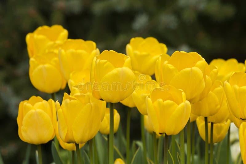 Yellow tulips stock photo. Image of easter, beautiful 70178180