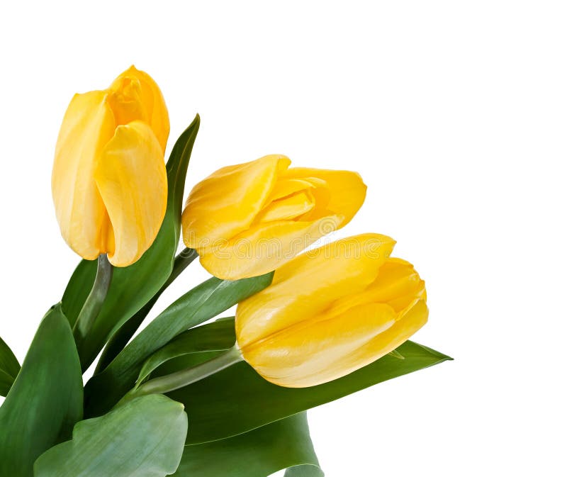 Yellow Tulips Bouquet