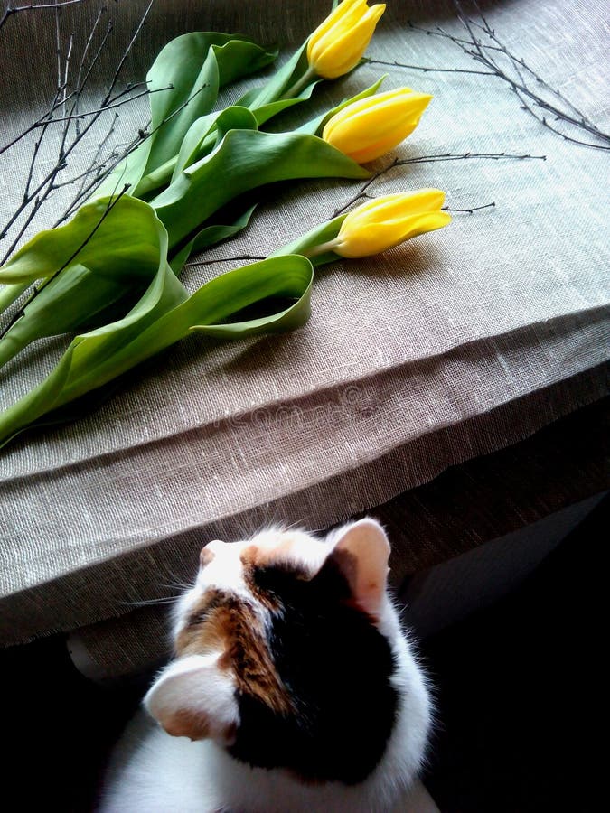 Yellow tulips and cat stock image. Image of beautiful 51074895