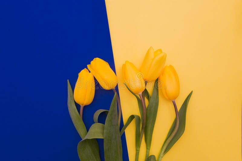 Yellow Tulips Flowers on a Blue and Yellow Background Top View Selective  Focus Stock Image - Image of party, bloom: 174705445