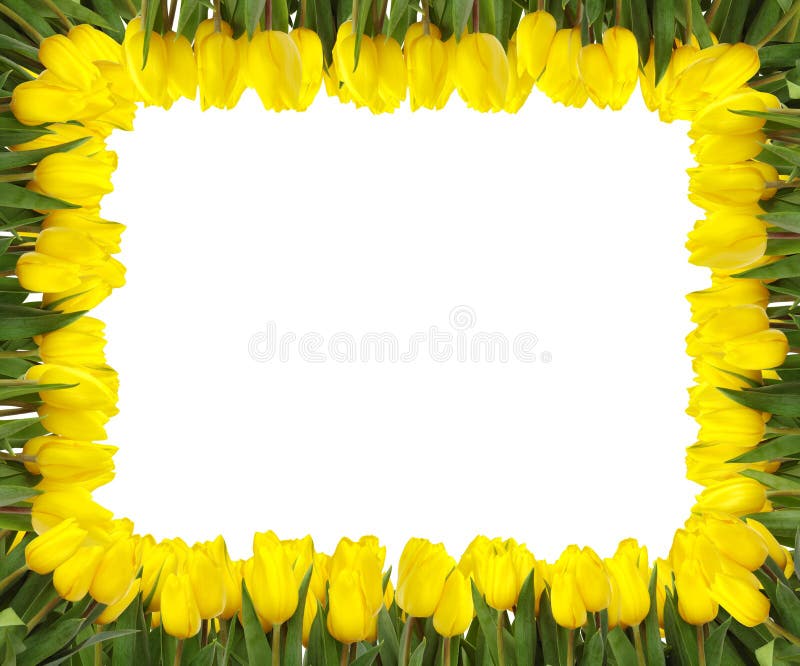 Yellow tulips frame stock photography