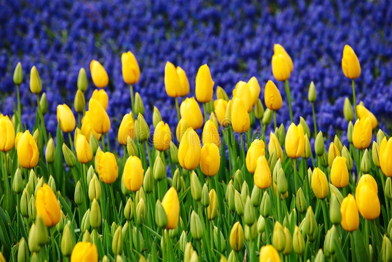 Yellow tulips, in front of the blue muscari spring flowers