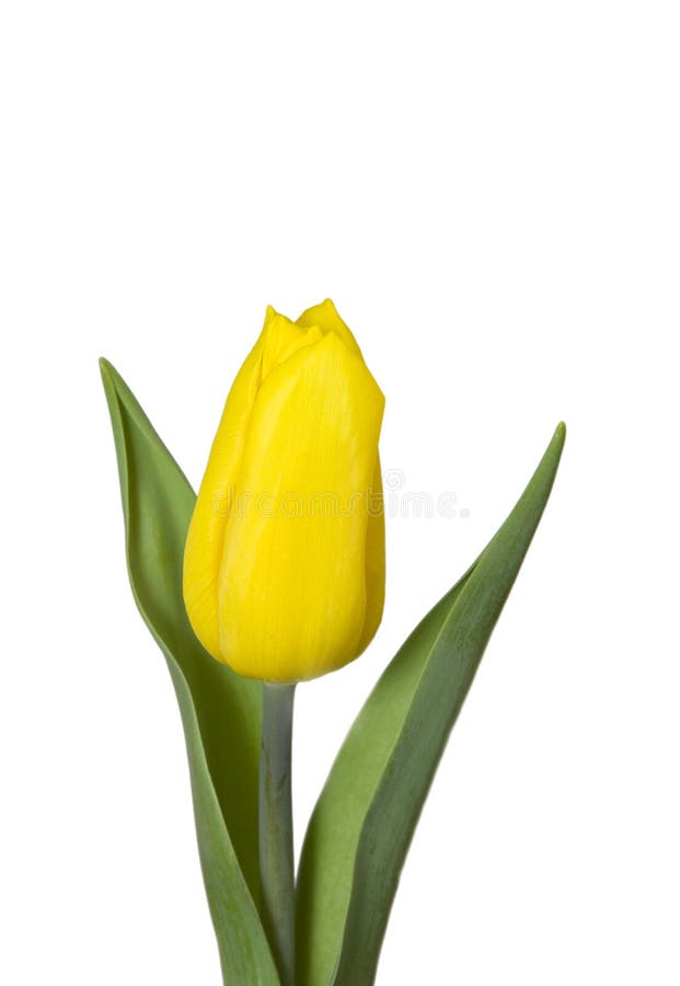 Yellow tulips, isolated stock image. Image of flowers 13558485