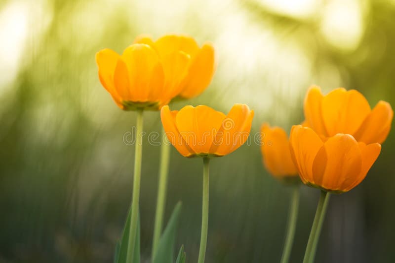 Yellow tulips in the sunlight. Spring floral background. Selective soft focus.