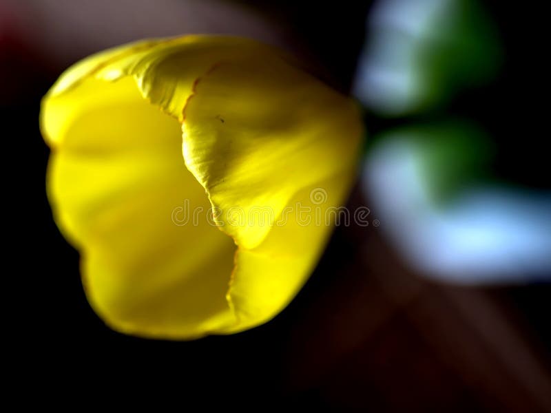 Bright Fresh Yellow Tulips in a Vase Stock Image - Image of greeting ...